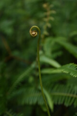 close up of a fern leaf