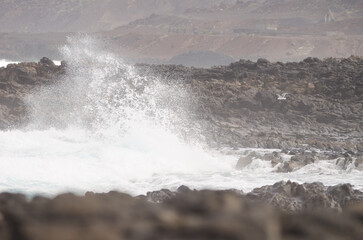 Yellow-legged gull Larus michahellis atlantis flying among the coastal waves. Las Palmas de Gran...