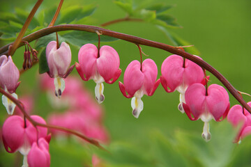 Fototapeta premium Beautiful and graceful bleeding heart flowers are a blend of hot pink and white.