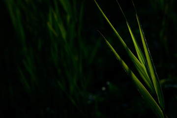 Cañizo verde iluminado por el sol