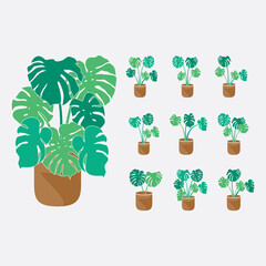 Flat Monstera Collection Plant in Vas
