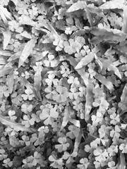 Nature wallpaler grass and clover leaves ,black and white