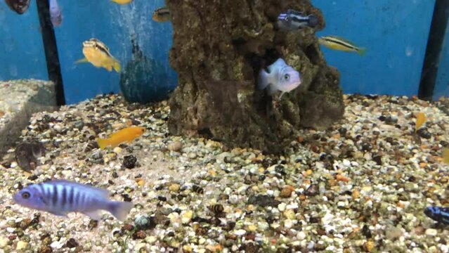 Buntbarsche im Aquarium.