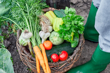 Farmer harvesting fresh organic vegetables.Fresh farm vegetables in wooden basket. Garden produce and harvested vegetable.