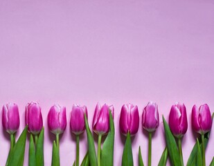 Composition with Pink tulips on pink background. Flat lay, top view with copy space. Valentines day, Mother's Day, happy birthday, women's day. Greeting card for holiday. Horizontal