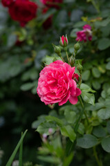 Close up of tender pink roses bush, blooming flowers and closed buds in a concrete pot on a sunny day. Wood texture plank on the back. blossom of pink roses on the alley of the city park
