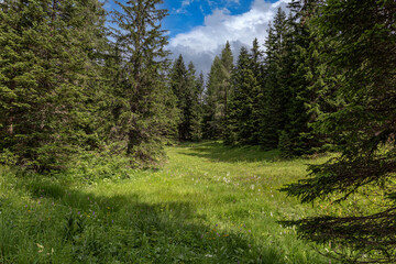 Fototapeta na wymiar Italian alpine pastures