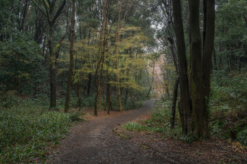 Fototapeta premium Yellow shines in the forest in the early morning