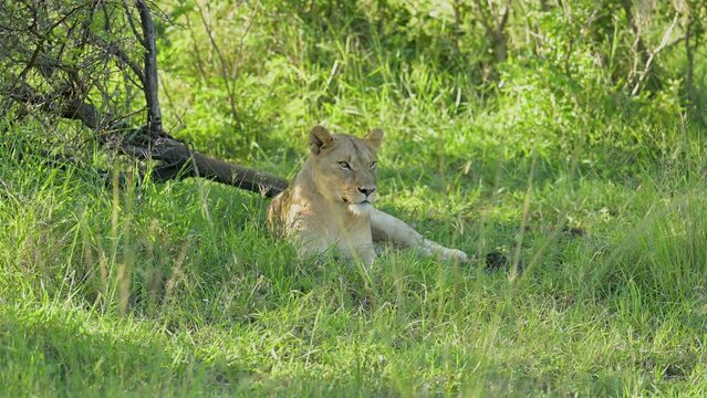 L&ouml;win im Naturreservat im Hluhluwe Nationalpark S&uuml;dafrika