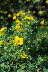 Yellow flower bloodroot cinquefoil blossom close-up, natural cinquefoil flower vertical photography