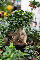 Beautiful bonsai Ficus microcarpa Ginseng with large root in white pot, ornamental houseplant