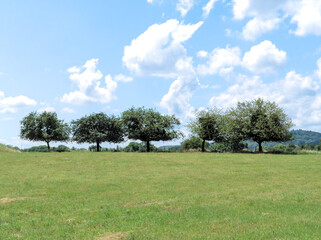field of green grass with trees  and blue sky in spring or summer