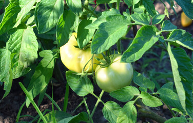 Growing organic products. Unripe green tomatoes growing on the garden bed.