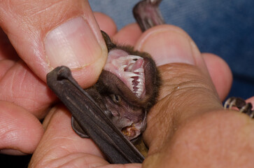 Obraz premium Showing the teeth of a greater noctule bat Nyctalus lasiopterus. San Bartolome de Tirajana. Gran Canaria. Canary Islands. Spain.