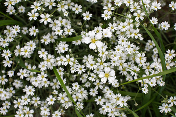Flowers cerastium caryophyllaceae blossom white small flowers top view