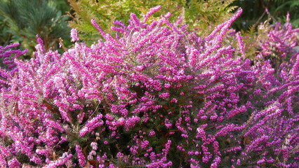 blühende Schneeheide / Winterheide