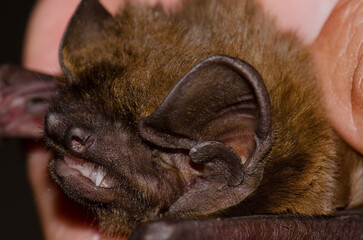 Head of a greater noctule bat Nyctalus lasiopterus. San Bartolome de Tirajana. Gran Canaria. Canary Islands. Spain.