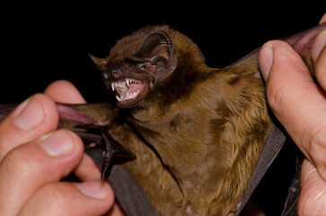 Greater noctule bat Nyctalus lasiopterus captured for study. San Bartolome de Tirajana. Gran...