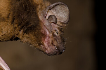 Head of a greater noctule bat Nyctalus lasiopterus. San Bartolome de Tirajana. Gran Canaria. Canary...