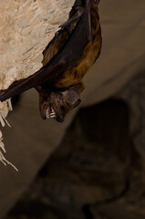 Fototapeta na wymiar Greater noctule bat Nyctalus lasiopterus. San Bartolome de Tirajana. Gran Canaria. Canary Islands. Spain.