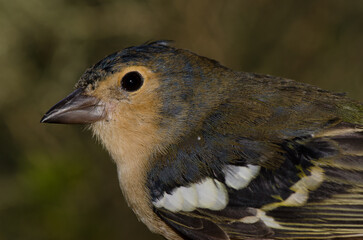 Male chaffinch Fringilla canariensis bakeri. The Nublo Rural Park. Tejeda. Gran Canaria. Canary Islands. Spain.