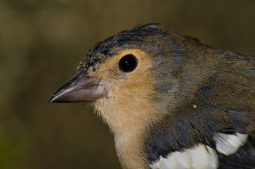 Head of a male chaffinch Fringilla canariensis bakeri. The Nublo Rural Park. Tejeda. Gran Canaria. Canary Islands. Spain.