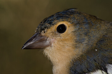Head of a male chaffinch Fringilla canariensis bakeri. The Nublo Rural Park. Tejeda. Gran Canaria. Canary Islands. Spain.