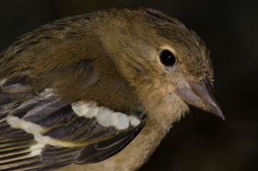 Female chaffinch Fringilla canariensis bakeri. The Nublo Rural Park. Tejeda. Gran Canaria. Canary Islands. Spain.