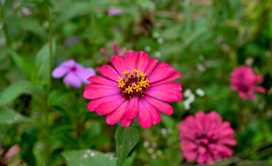 Zinnia pink flower in the garden