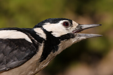 Great spotted woodpecker Dendrocopos major thanneri calling. Integral Natural Reserve of Inagua. Tejeda. Gran Canaria. Canary Islands. Spain.