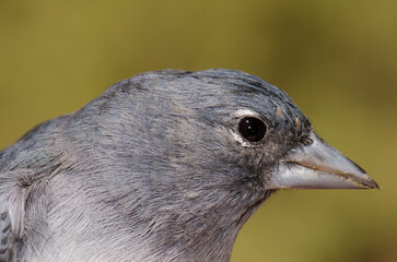 Gran Canaria blue chaffinch Fringilla polatzeki. Male. Integral Natural Reserve of Inagua. Tejeda. Gran Canaria. Canary Islands. Spain.