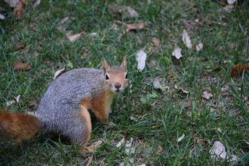 A confused squirrel caught on camera.