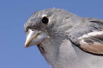 Gran Canaria blue chaffinch Fringilla polatzeki. Male. Integral Natural Reserve of Inagua. Tejeda. Gran Canaria. Canary Islands. Spain.