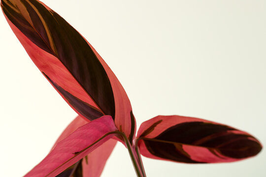 Bright red oister stromanta on a white background