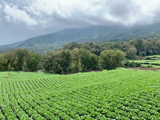 Landscape of rural farmland in Indonesia