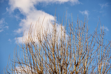 drzewo na tle nieba ,salix sepulcralis ,wierzba  © Marcin Łazarczyk