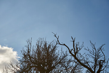 drzewo na tle nieba, Cerasus Mill, wiśnia - obrazy, fototapety, plakaty