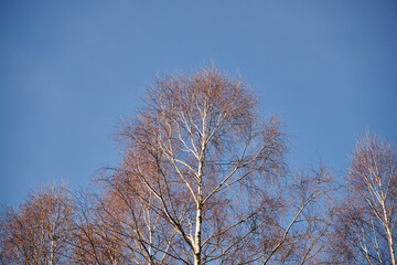 drzewo na tle nieba ,brzoza, salix sepulcralis