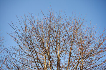 Fototapeta na wymiar drzewo bez liści na tle bezchmurnego nieba 