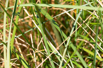 Close Up of Long Green Crass for Background