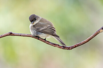 Eastern phoebe perched on tree branch