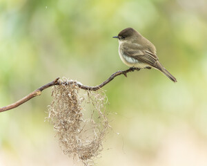Eastern phoebe perched on tree branch with spanish moss