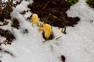 view of yellow crocuses growing from under the snow