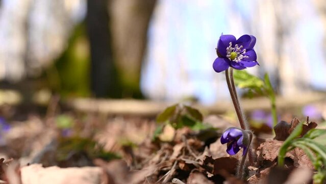 A harbinger of spring in the violets...Blue trifoliate flowers, stamens, petals, early woodland plant...Hepatica nobilis - a plant of the genus Ranunculaceae. Amzing spring flowers.