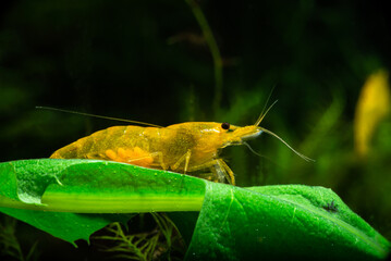 Nice yellow neocaridina shrimp in freshwater tank dark key macro aquarium photography