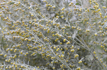 Wormwood. Background blur. Flowering absinthium. Medicinal plant. Wormwood on the field. Blooming wild field.