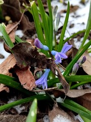 hyacinth in the garden