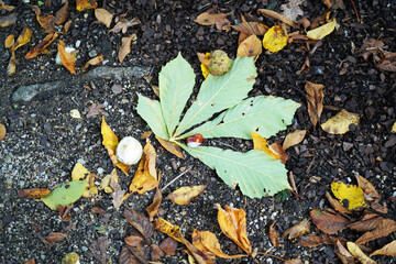 autumn leaves on the ground