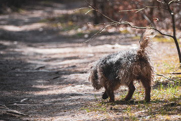 Fototapeta premium Small fluffy dog walking in a forest. Mongrel doggy sniffing the surface of a path. Early spring morning. Selective focus on the details, blurred background.