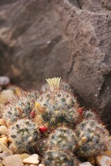 cactus in the desert